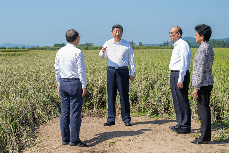 9月6日至8日，中共中央總書記、國家主席、中央軍委主席習(xí)近平在黑龍江考察。這是7日上午，習(xí)近平在遭受洪澇災(zāi)害的哈爾濱尚志市老街基鄉(xiāng)龍王廟村，察看水稻受災(zāi)情況。